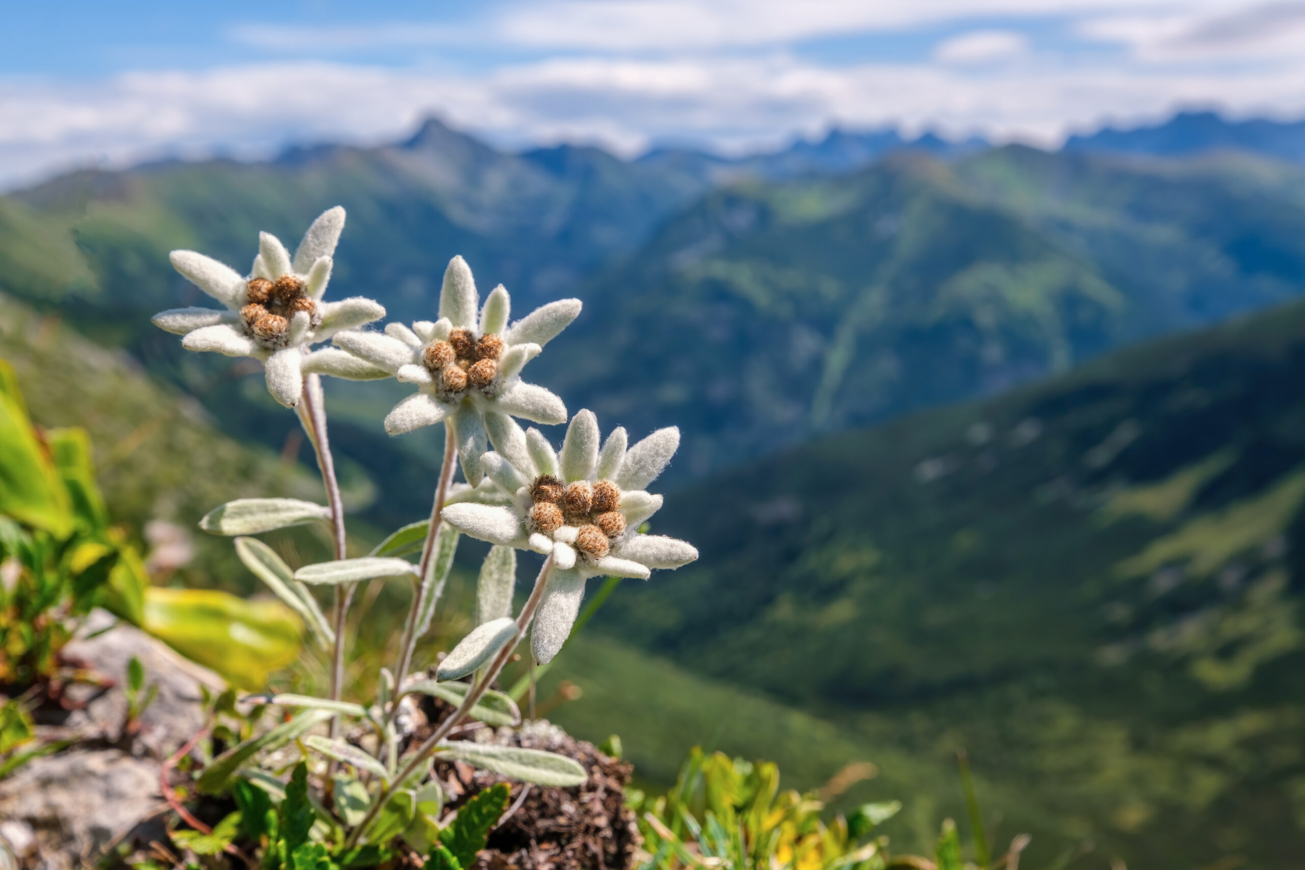 Very rare edelweiss mountain flower. Isolated rare and protected wild flower edelweiss flower (Leontopodium alpinum) growing in natural environment high up in the mountains